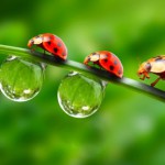 ladybugs-family